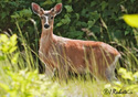 Odocoileus hemionus